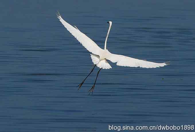 白鹭鸶飘然欲仙