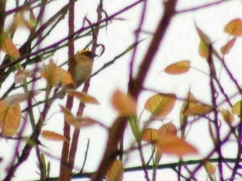 十大鸟类建筑师之二（织布鸟、维达雀）