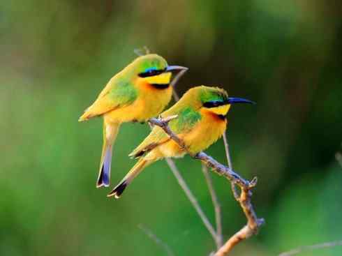 绝色攀禽：佛法僧目之蜂虎3