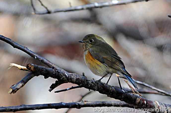 红肋蓝尾鸲 wbr2