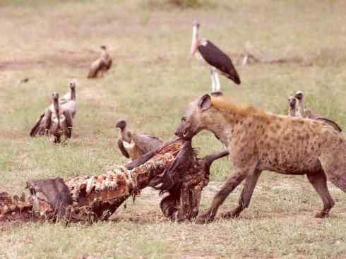 狈：传说的兽原型探秘（鬣狗）