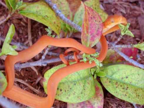 龙：传说的兽原型探秘（树蚺类）