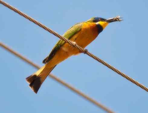 绝色攀禽：佛法僧目之蜂虎4