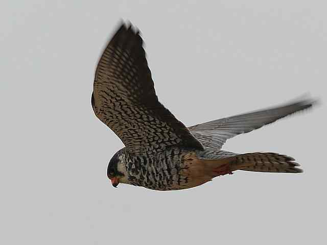 野鸭湖：阿穆尔隼与普通燕鸻