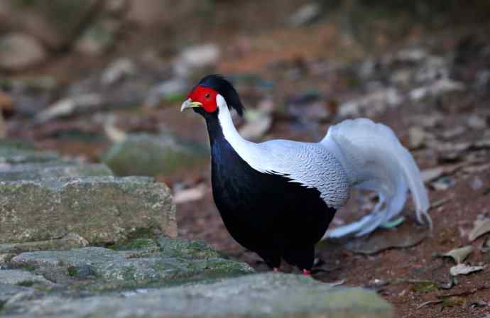 鹇鹭之洁---白鹇