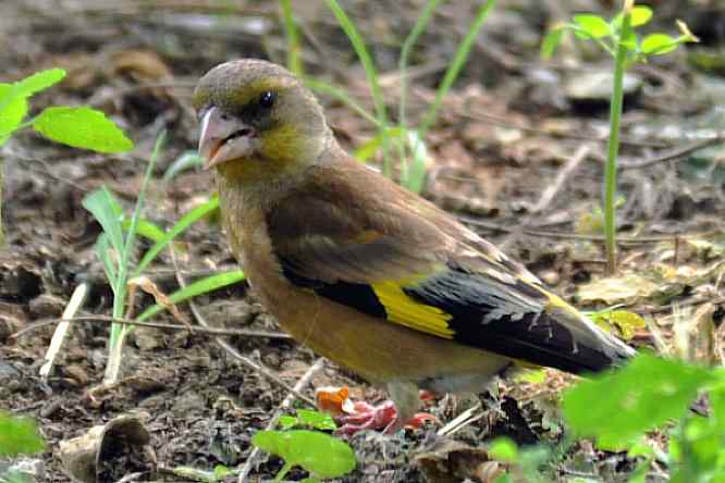 天坛公园寻鸟儿偶遇金翅雀