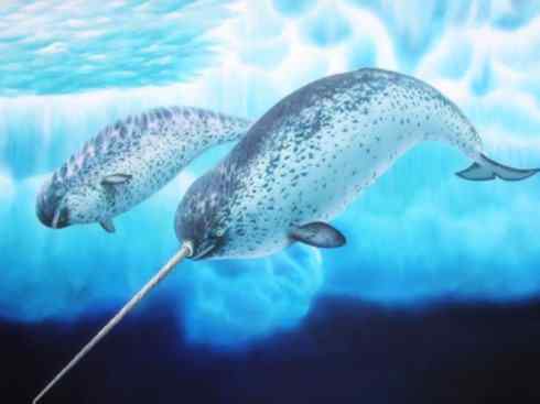 独角兽：传说的兽原型探秘（独角鲸）