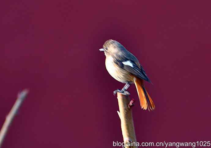 第一场春雨之后 wbr1 第一场春雨之后 wbr1