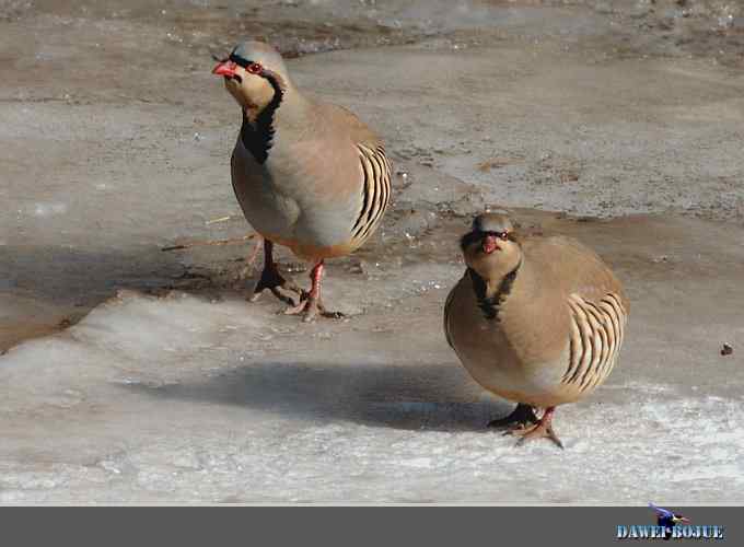 龙年鸡翔：初四拍石鸡