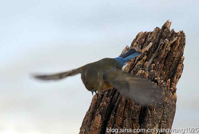 红肋蓝尾鸲（雌性）1