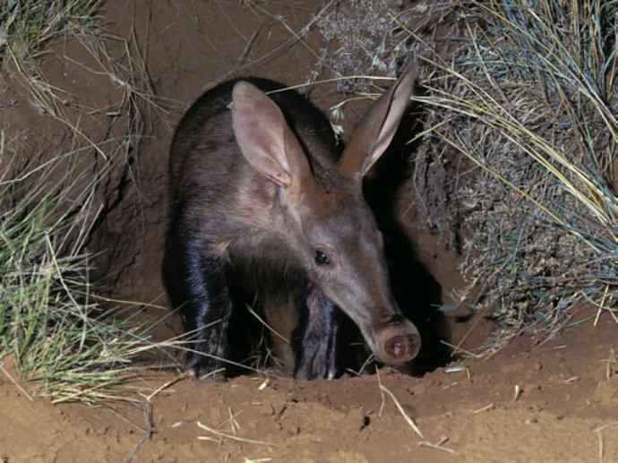 盘点十二大著名食蚁动物：土豚