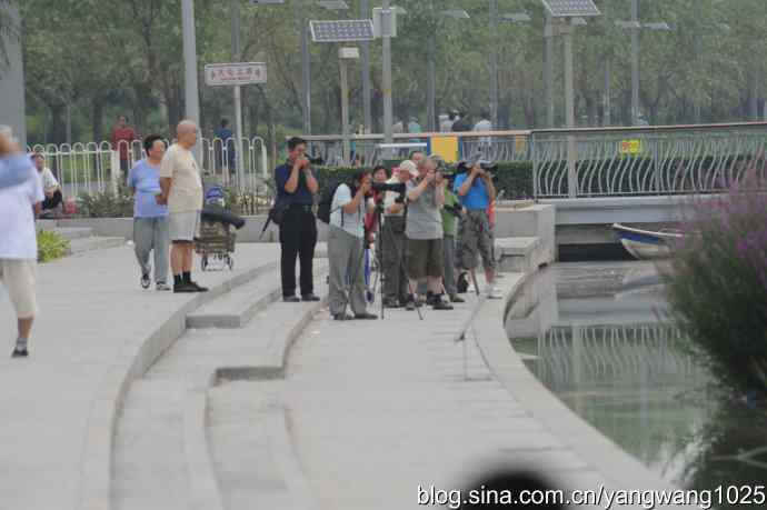 奥林匹克公园拍白鹭——还是不理想（纪实）