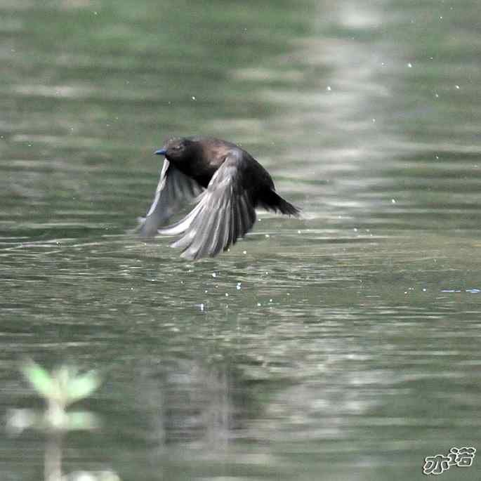 河北平山的褐河乌