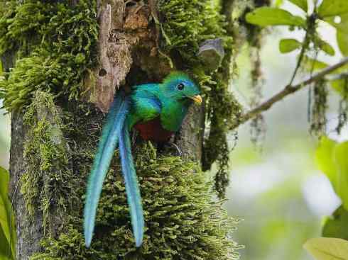 鸟类之最：凤尾绿咬鹃