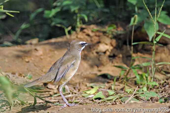 雄性红喉歌鸲(20) 雄性红喉歌鸲(20)