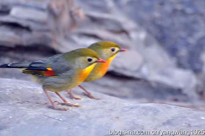 相思鸟 wbr2 相思鸟 wbr2