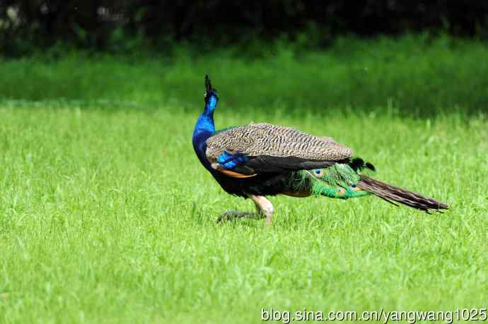 伏天的蓝孔雀 伏天的蓝孔雀