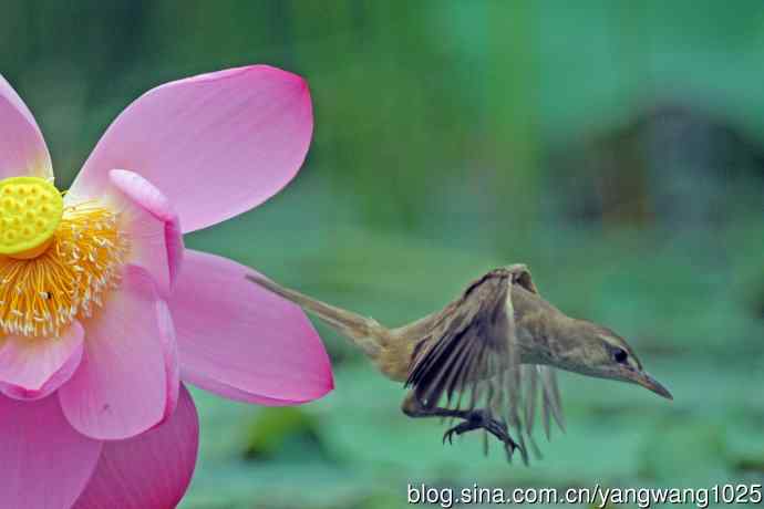 东方大苇莺与荷花（9）