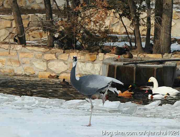 冰飞鹤舞,水禽湖上喜迎新春