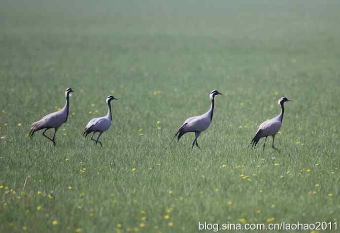 蓑羽鹤，好久不见