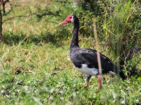 白头鸟系列：另类的美丽（斑胁草雁）