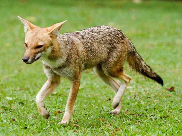 犬科：狐亚科伪狐属之阿根廷狐、山狐、达尔文狐