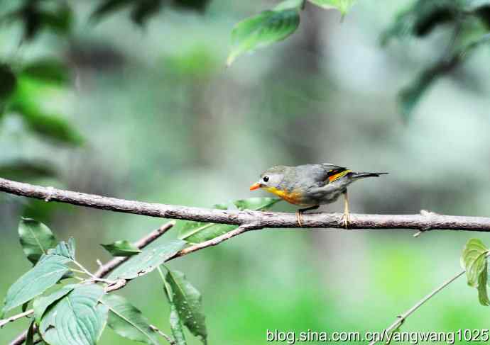 又遇相思鸟（2）