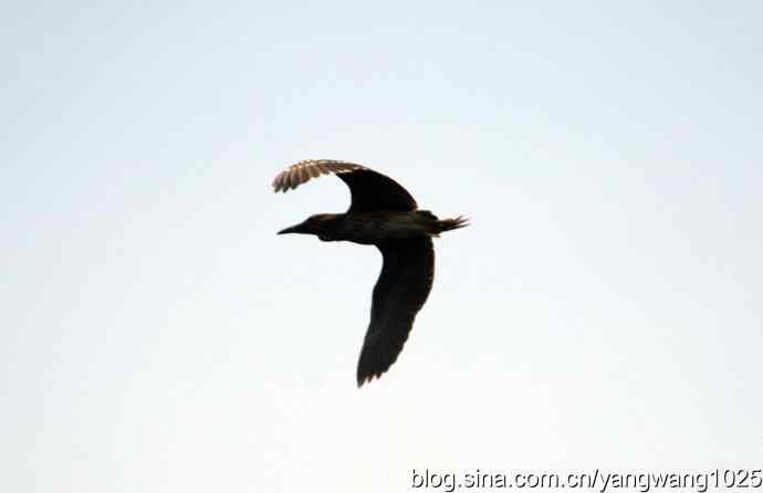 飞翔（夜鹭） wbr1