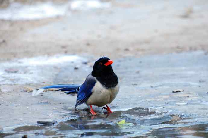 红嘴蓝鹊（10）