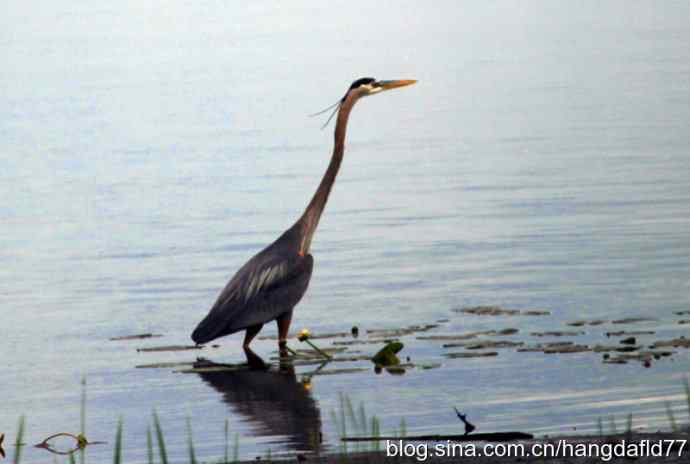 大蓝鹭涉水