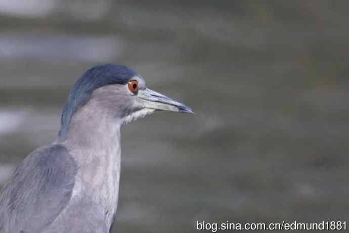 灵魂之窗 望远镜摄影Digiscoping