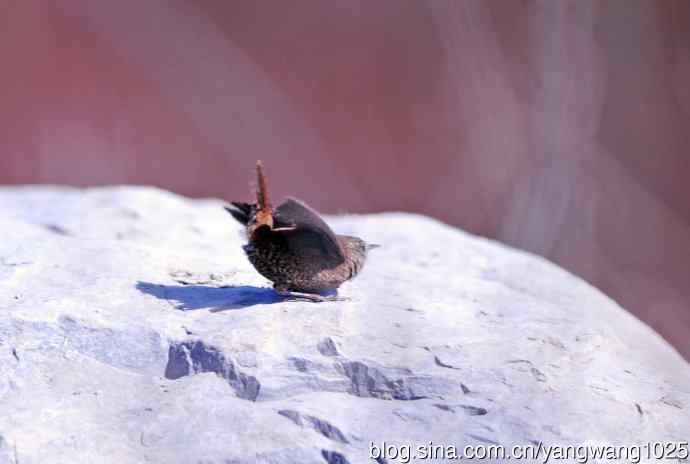 石缝中钻出的鹪鹩