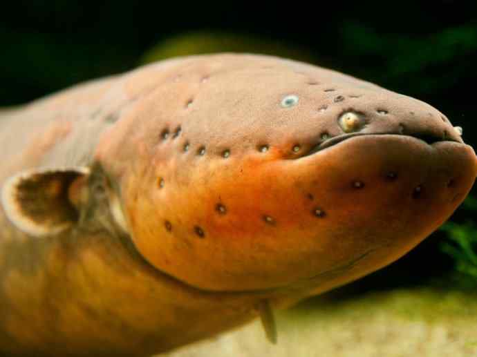 鱼类活化石：裸臀鱼