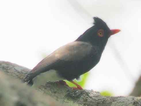 奇特的盔：盔鵙