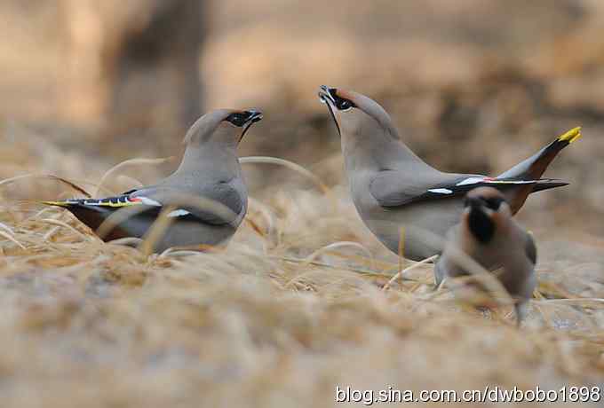 日坛：饮水的太平鸟