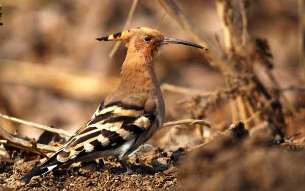家乡的鸟(3),与戴胜的亲密接触(组图) 家乡的鸟(3),与戴胜的亲密接触(组图)