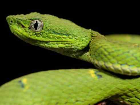 龙：传说的兽原型探秘（响尾蛇类）