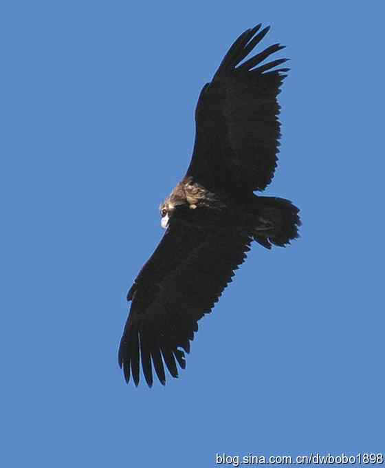 奔袭峡谷 wbr深山围剿座山雕