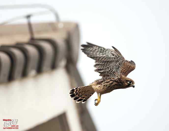 我要飞，我要飞！