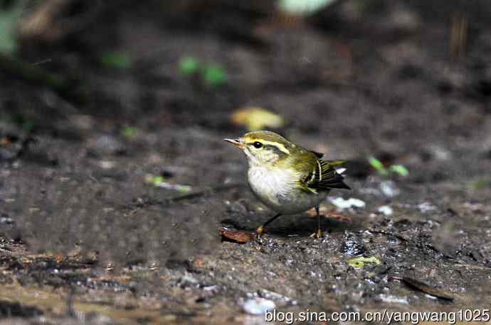 黄眉柳莺（20）