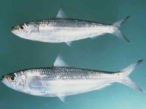 自然奇观：动物大迁徙(沙丁鱼)