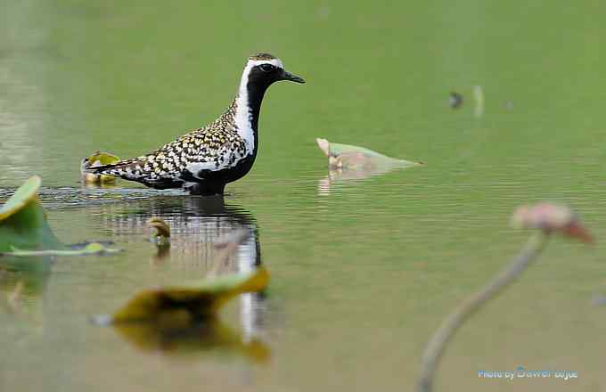 荷塘里的金斑鸻
