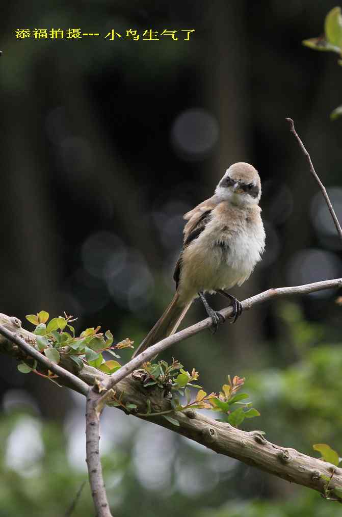 211.小伯劳成长记(5)结束篇--群友部分精彩作品选