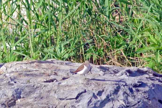 青脚鹬（记录版）