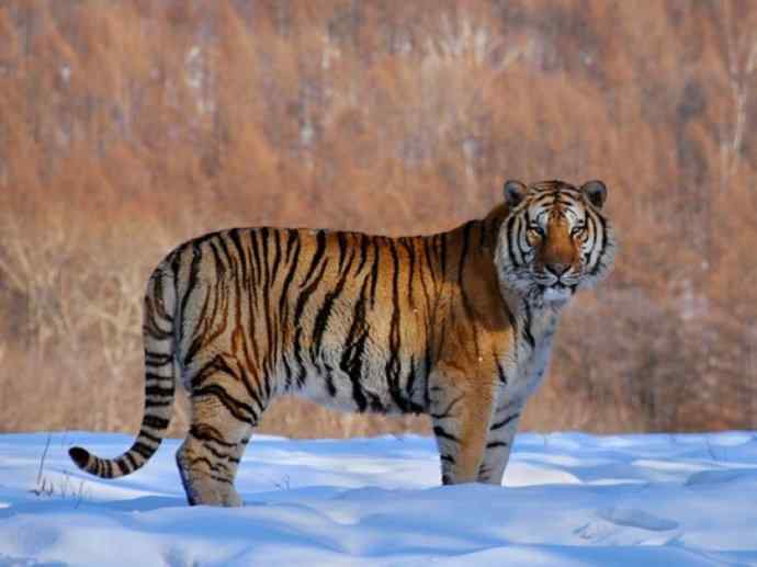 犬科：薮犬亚科豺属之豺