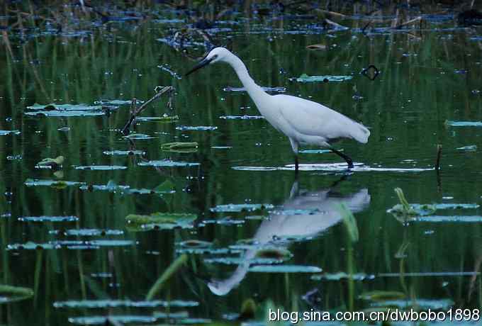 小白鹭的晚餐
