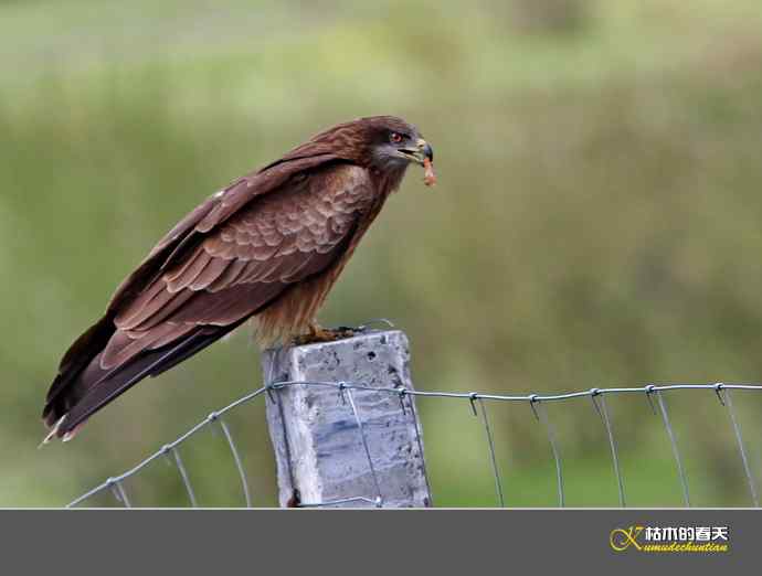 红原大草原的鈥満陴扳