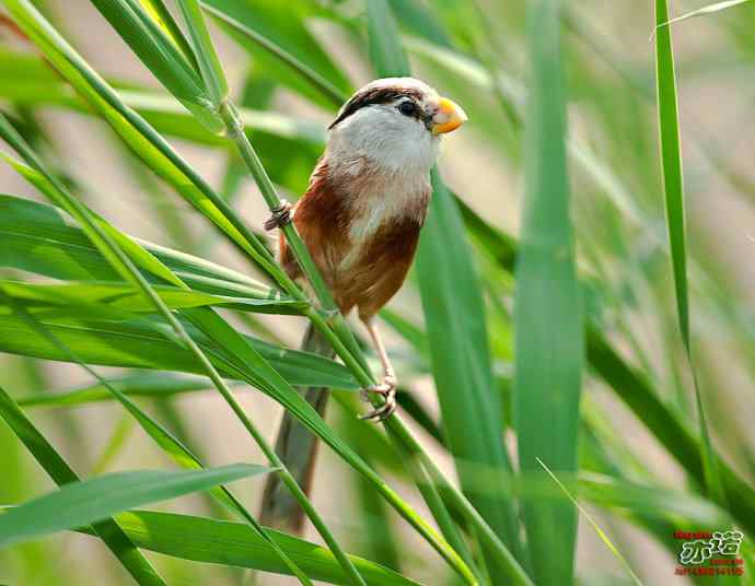 衡水湖&nbsp;wbr路&nbsp;wbr震旦鸦雀