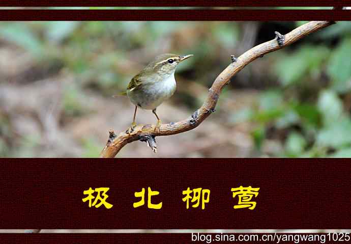 极北柳莺（枝头）2