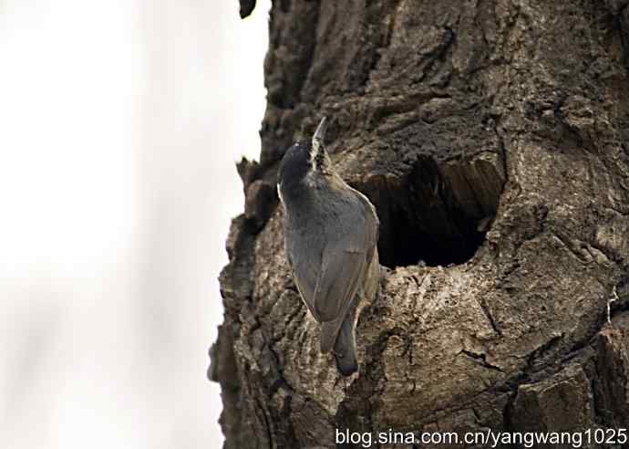 黑头鳾（shi）的小家